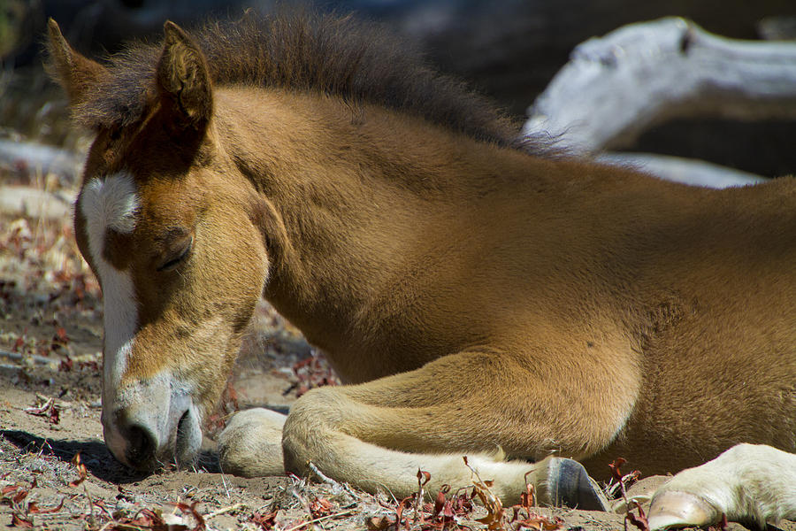 Sleep Mustang foal Photograph by Waterdancer 