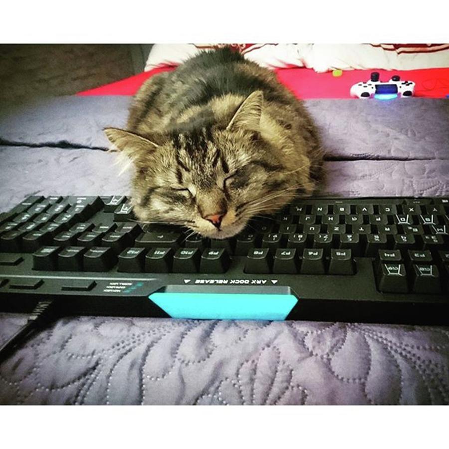 Cat Photograph - Sleepin On The Keyboard cause Its by Neo Maine Coon