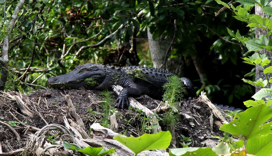 Sleeping Alligator Photograph by Barbara Bowen
