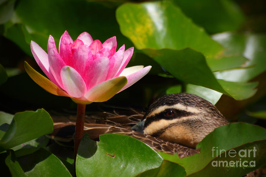 Duck Photograph - Sleeping Among Water Lilies by Layla Alexander