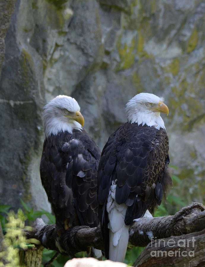 Sleeping Bald Eagles Beside a Towering Rock Cliff Photograph by DejaVu Designs