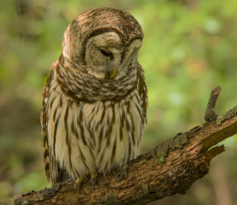 Sleeping Barred Owl Photograph by Jean Noren