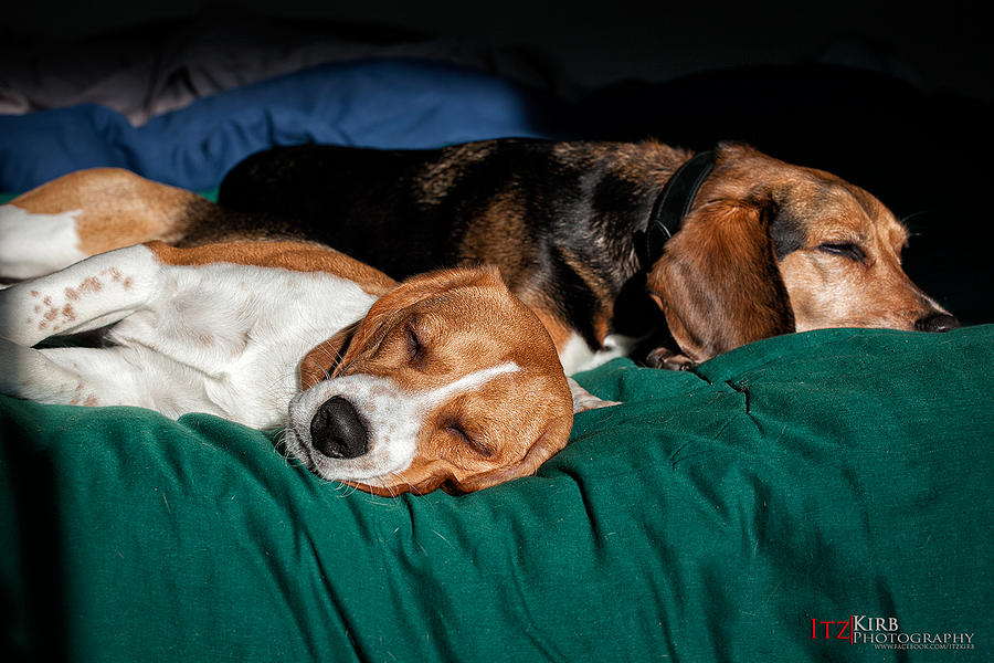 Sleeping Beagles Photograph by ItzKirb Photography