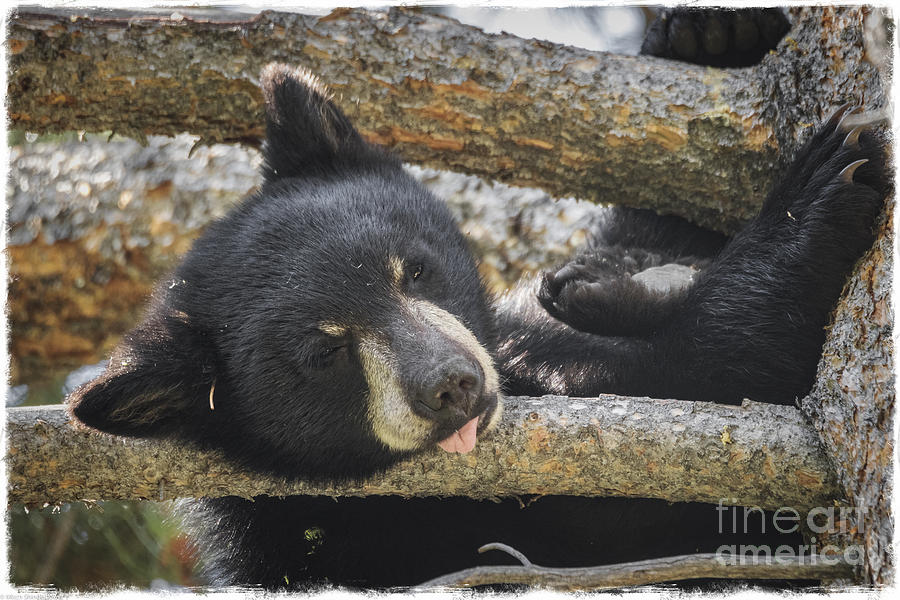 Sleeping Bear Cub Photograph by Mitch Shindelbower