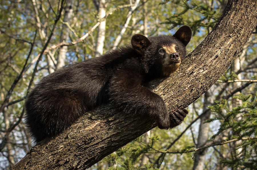 Sleeping Bear Photograph by Mary Jo Cox