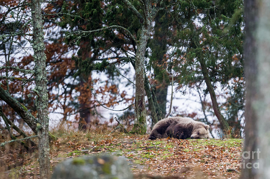 Sleeping Bear Photograph by Torbjorn Swenelius