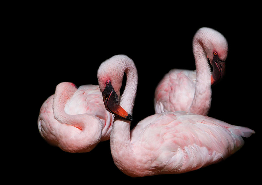Flamingo Photograph - Sleeping Beauties by Rebecca Cozart