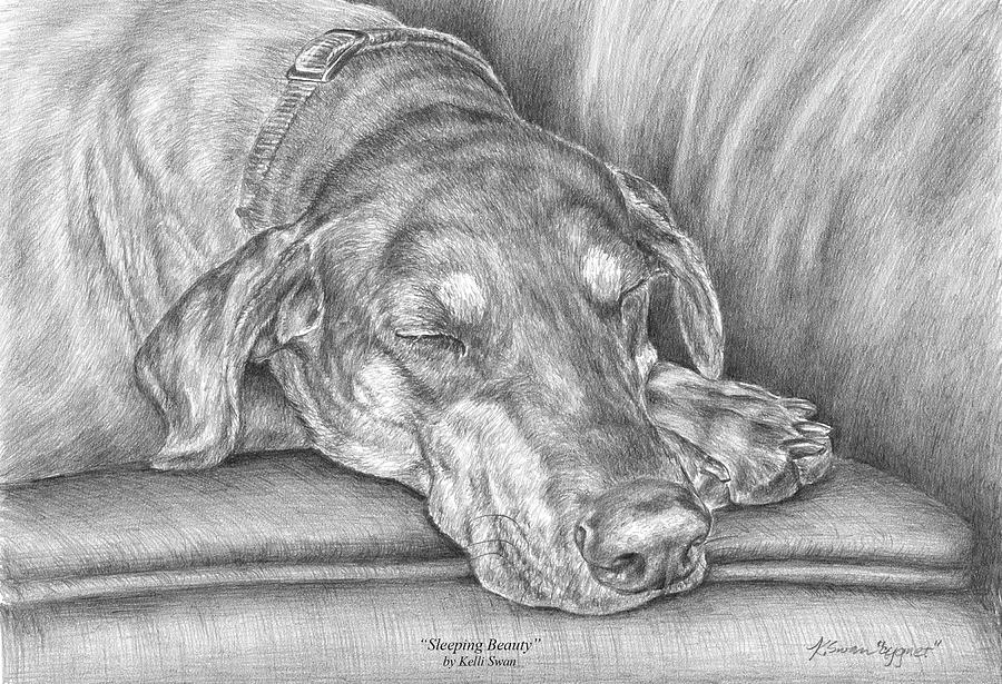 Sleeping Beauty - Doberman Pinscher Dog Art Print Drawing by Kelli Swan