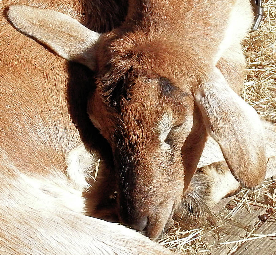 Goat Photograph - Sleeping Beauty by Cathy Harper