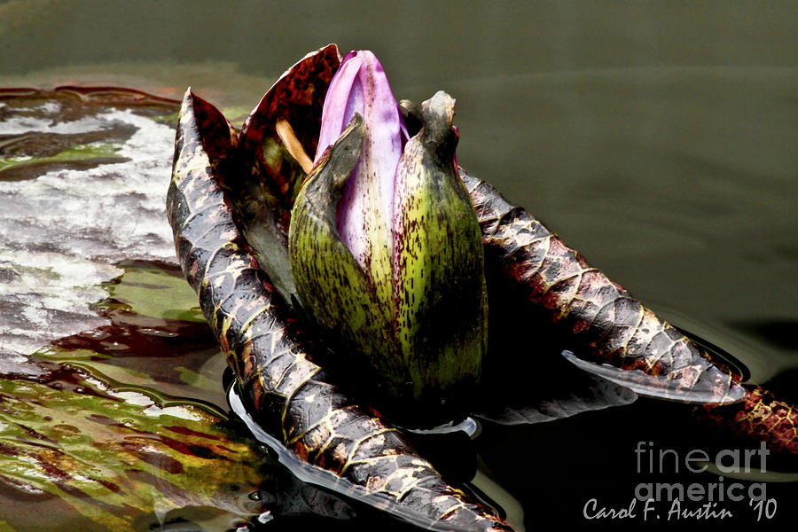 Sleeping Beauty in Water Lily Pond Photograph by Carol F Austin