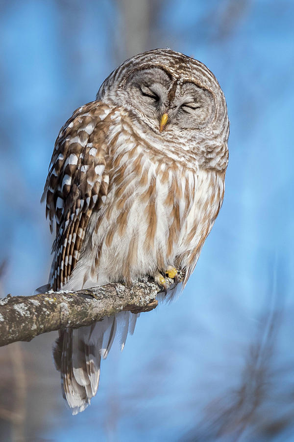 sleeping beauty owl