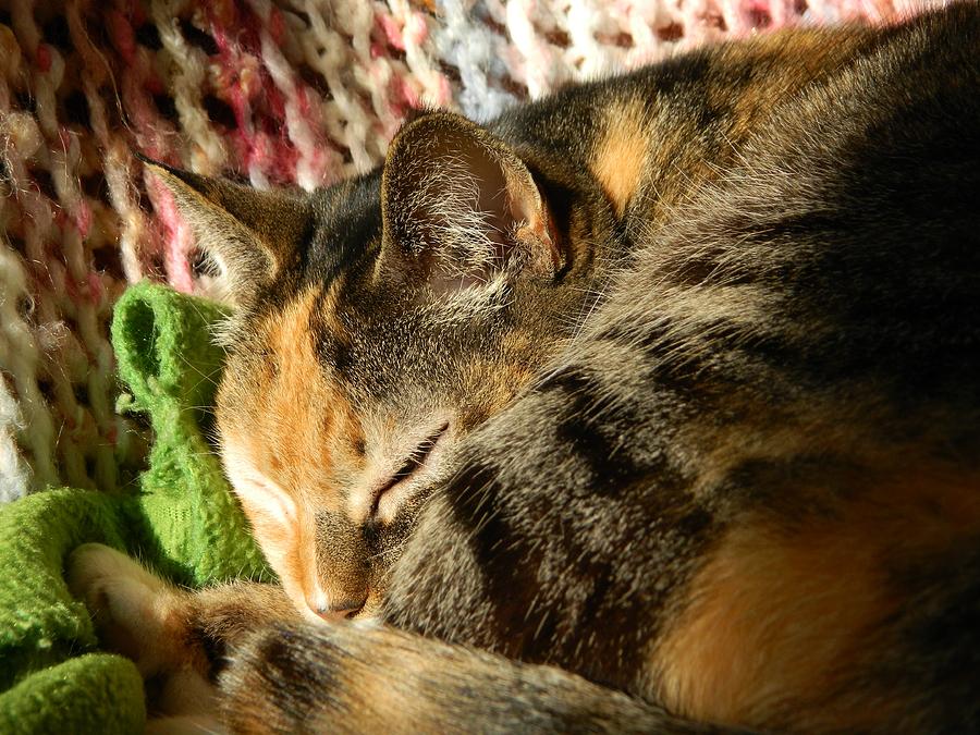 Sleeping Cat Photograph - Sleeping Beauty by Kim Bellardini