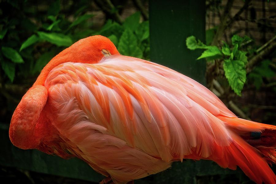 Flamingo Photograph - Sleeping Beauty by Martin Naugher