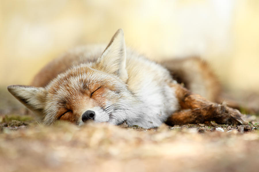 Red Fox Photograph - Sleeping Beauty -Red fox in rest by Roeselien Raimond