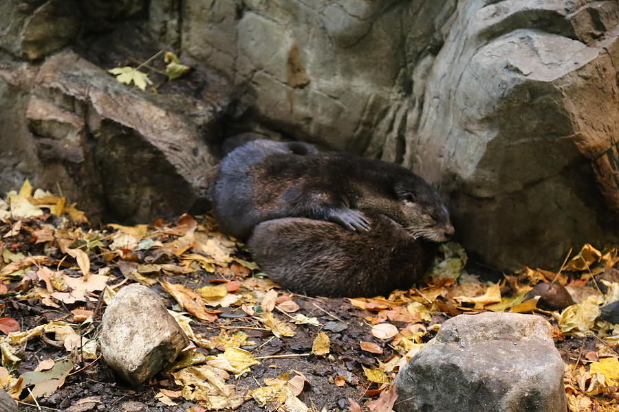 Sleeping Beaver Photograph by Imagery-at- Work