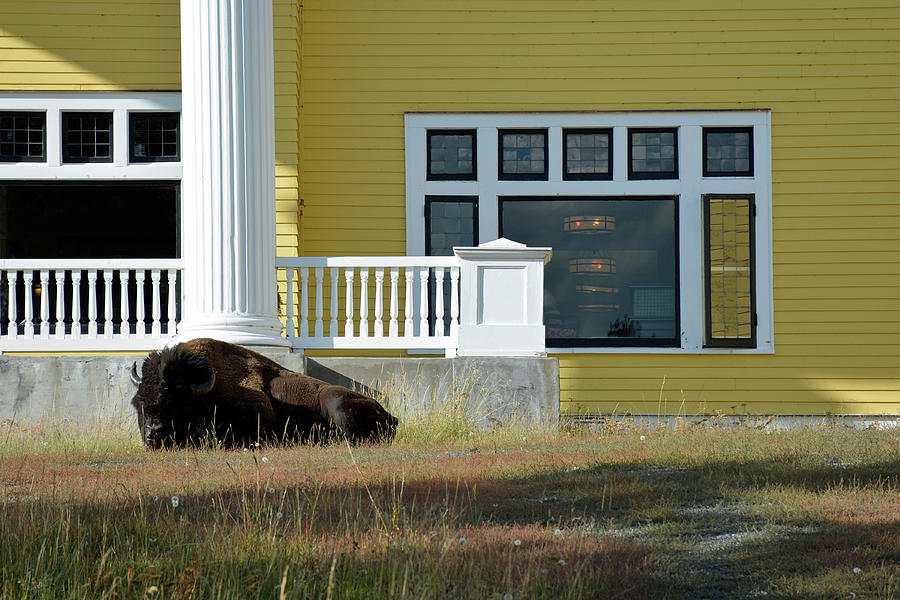 Sleeping Bison at Lake Yellowstone Hotel Photograph by Bruce Gourley