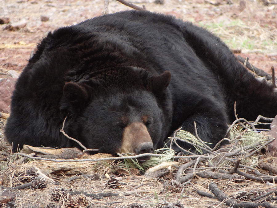 Sleep Black Bear Sleep 