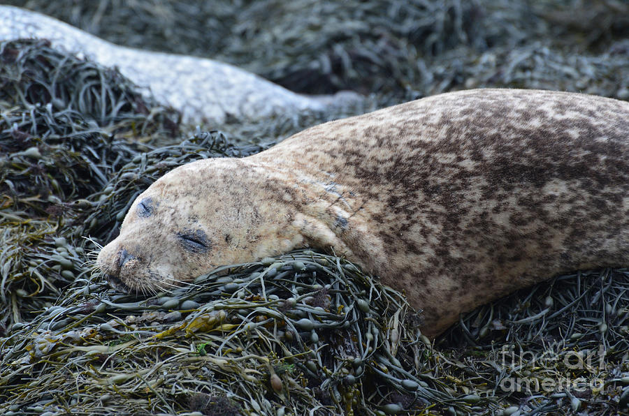 Sleeping Brown Harbor Seal Photograph by DejaVu Designs