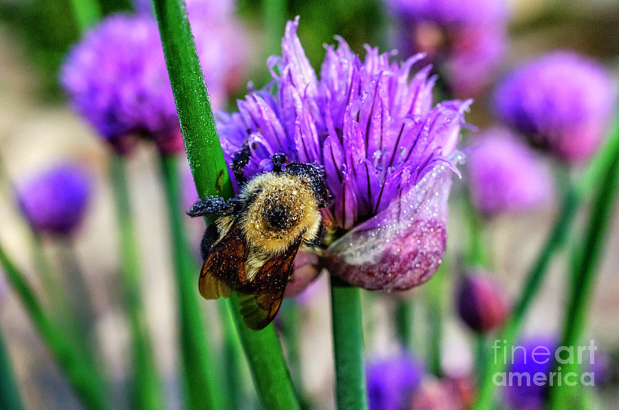 Sleeping Bumble Bee Photograph by Thomas R Fletcher