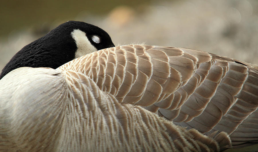 Sleeping Canadian goose Photograph by Pierre Leclerc Photography