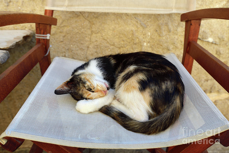 Sleeping cat Photograph by George Atsametakis
