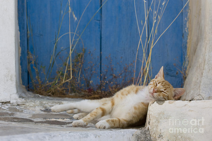 Sleeping Cat, Greece Photograph by Jean-Louis Klein & Marie-Luce Hubert