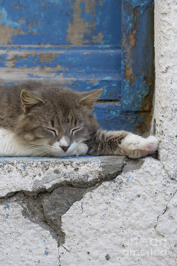 Sleeping Cat Photograph by Jean-Louis Klein & Marie-Luce Hubert