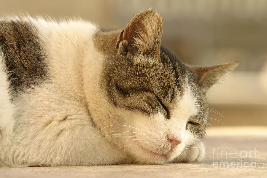 Sleeping Cat Photograph by Jean-Michel Labat