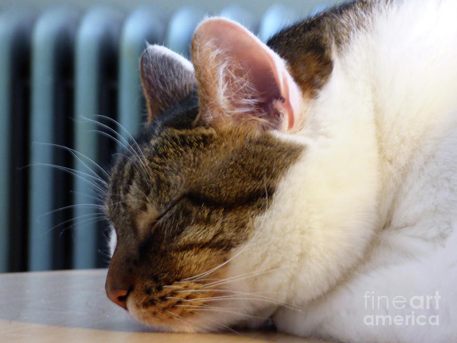 Cat Photograph - Sleeping Cat by Leara Nicole Morris-Clark