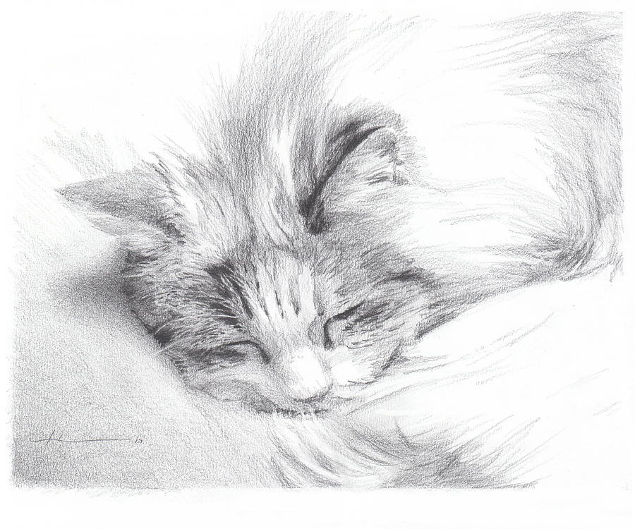 Sleeping Cat Drawing by Mike Theuer | Fine Art America