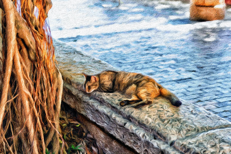 Cat Mixed Media - Sleeping Cat On The Island by Klm Studioline