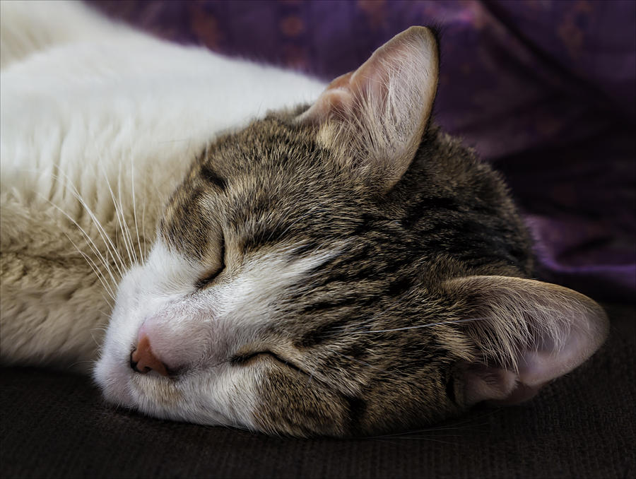 Sleeping Cat Photograph by Robert Ullmann