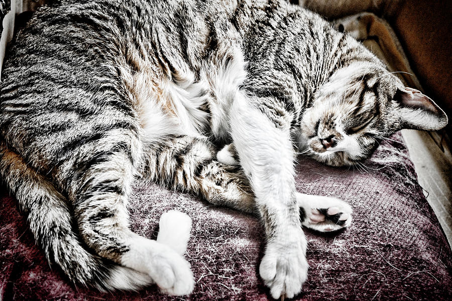 Sleeping Cat Photograph by Sharon Popek