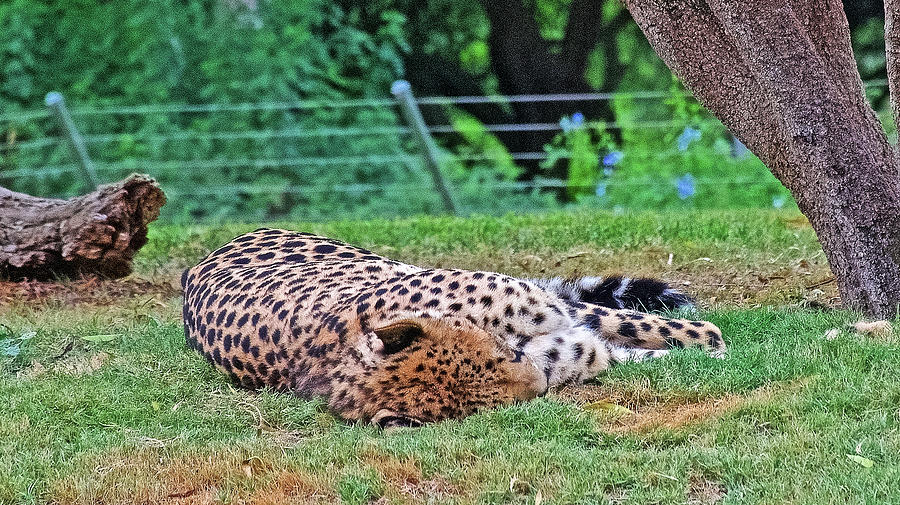 Sleeping Cheetah in San Diego Zoo  Safari Park near Escondidio, California  Photograph by Ruth Hager