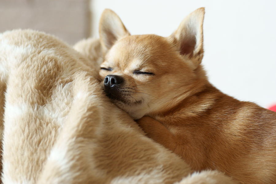 Sleeping Chihuahua Photograph by Tomoaki Takahashi