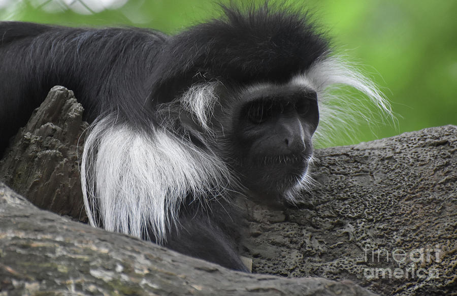 Sleeping Colobus Monkey Resting on the Trunk of a Tree Photograph by DejaVu Designs