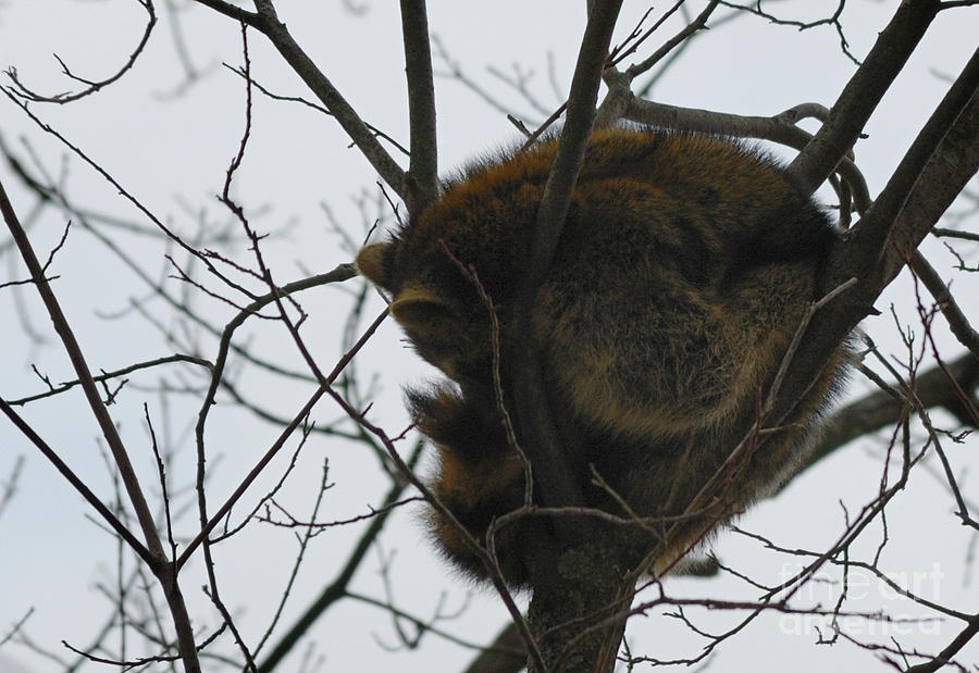Sleeping Coon Photograph by Randy Bodkins
