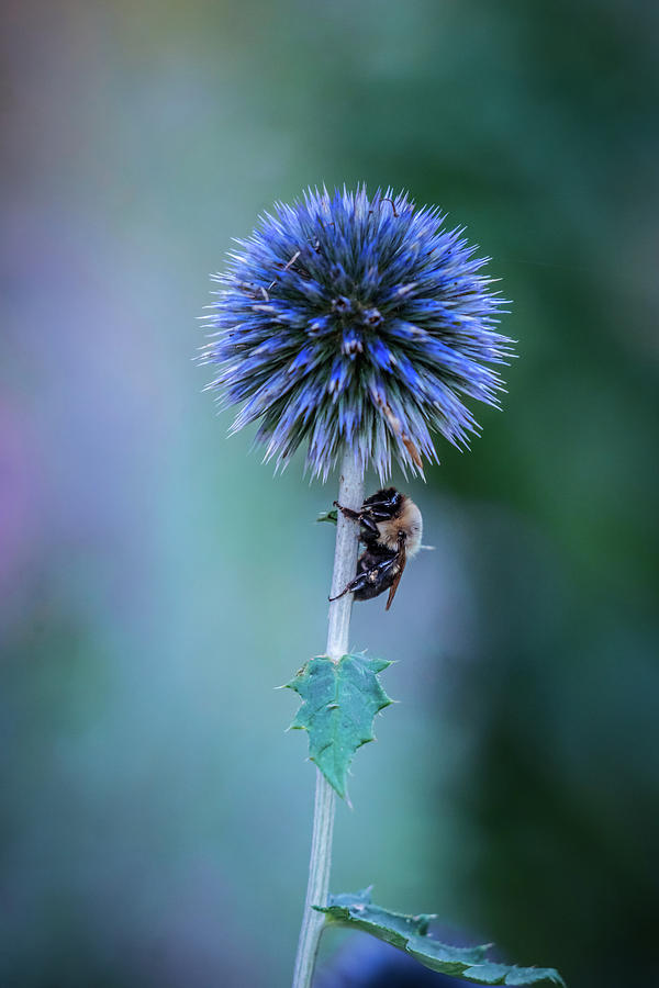 Sleeping cute bumblebee Photograph by Lilia S