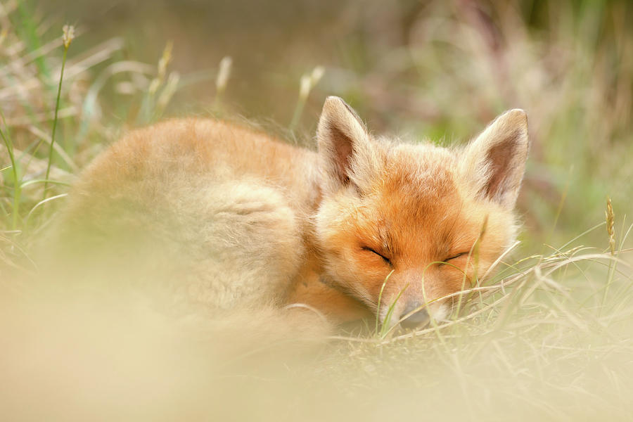Spring Photograph - Sleeping Cutie - Red fox kit asleep by Roeselien Raimond
