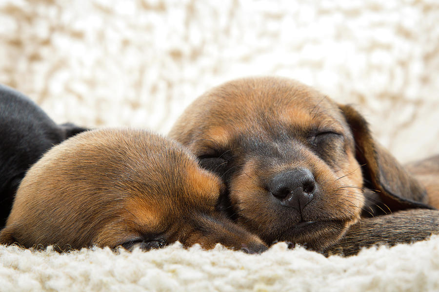 Sleeping Dachshund Puppies Photograph by SR Green