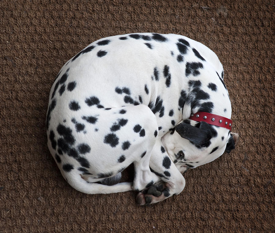 Resultado de imagen para dalmatian sleeping