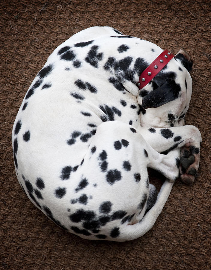 Dog Photograph - Sleeping Dalmatian by Rafa Rivas