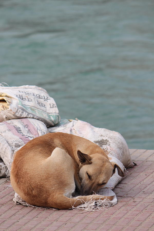 Sleeping Dog, Haridwar Photograph by Jennifer Mazzucco