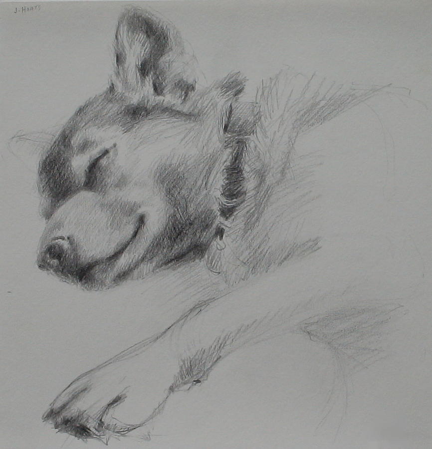 Sleeping Dog I Drawing by Jackie Hoats Shields - Fine Art America