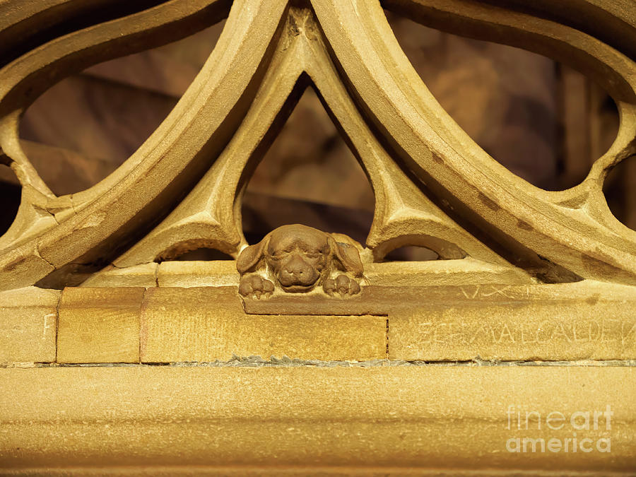 Sleeping dog in Strasbourg Cathedral Photograph by Louise Heusinkveld