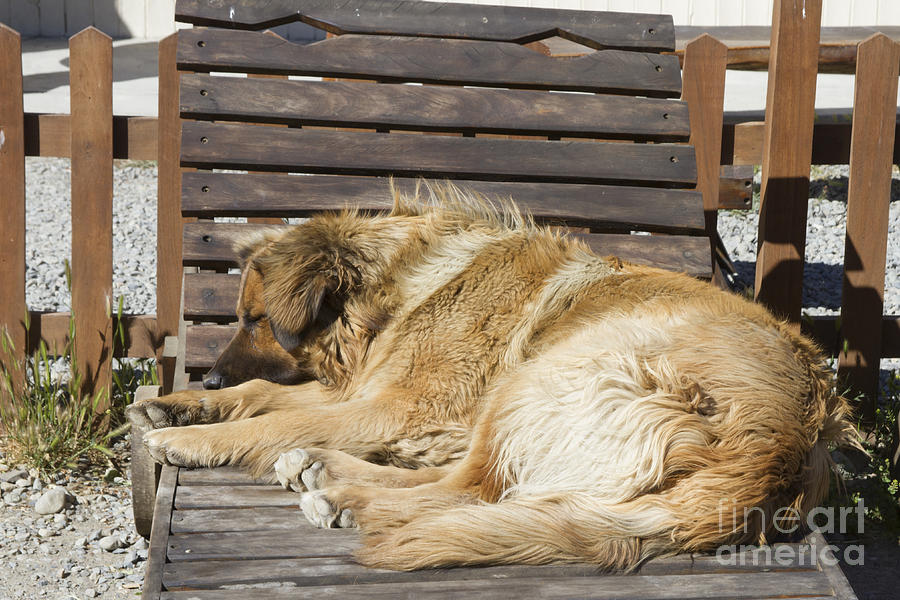 Sleeping dog Photograph by Karen Foley