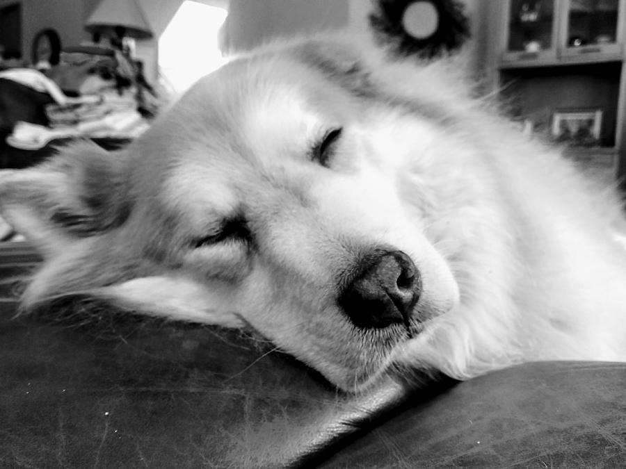 Sleeping Doggo Photograph by Brad Nellis