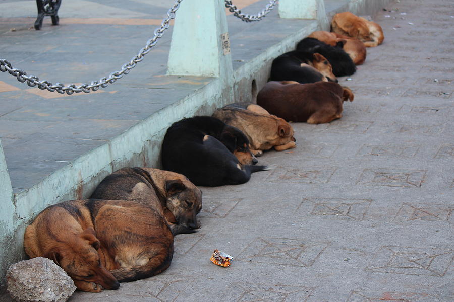 Sleeping Dogs, Nanital Photograph by Jennifer Mazzucco