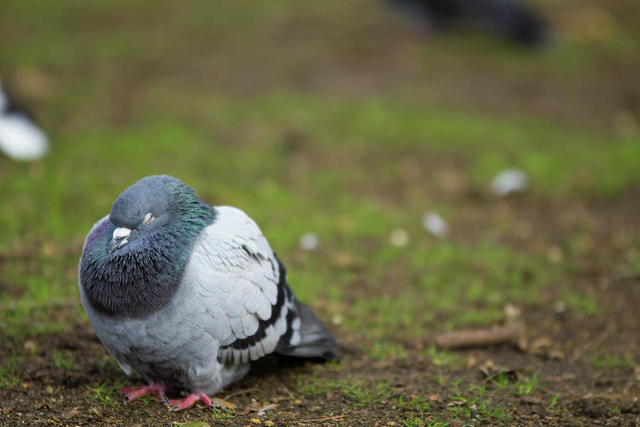 Sleeping dove Photograph by Toni Gilke - Pixels