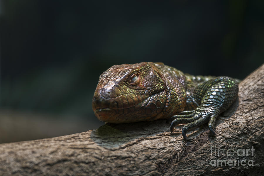 Sleeping Dragon Photograph by Andrea Silies